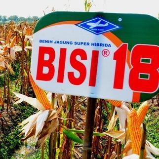 Little_Little_ Benih Bibit Jagung Hibrida F1 Bisi 18 Kemasan Original 1 Kg