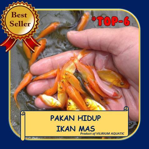 PAKAN IKAN PREDATOR - IKAN MAS