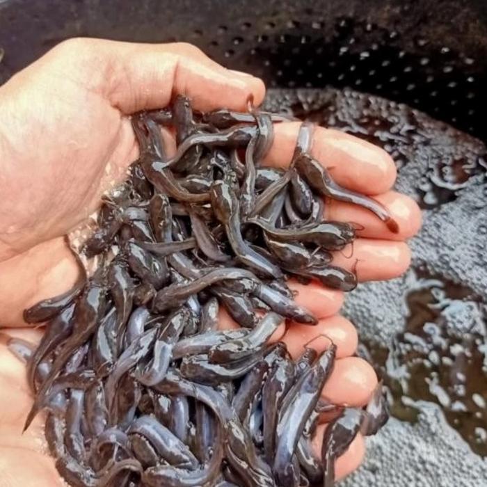 bibit lele pakan ikan predator 3-6cm anak ikan lele pakan predator