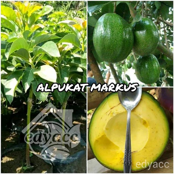 bibit alpukat MARKUS JUMBO