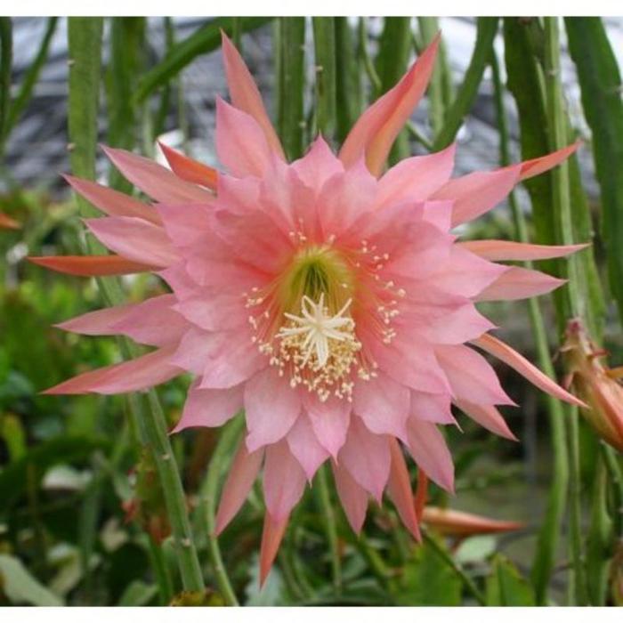 Tanaman hias Wijaya Kusuma bunga merah muda cantik / Wijaya Kusuma - Bunga Wijaya Kusuma - Bunga