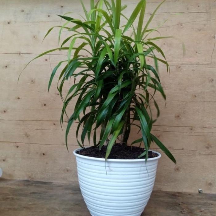 Pohon Suji Pewarna Alami / Tanaman Hias Indoor Pohon Suji Tinggi & Rimbun