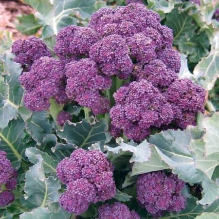 "New" Benih-Bibit Brokoli Ungu (Haira Seed)