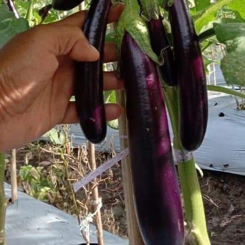 Koralineshop Benih Terong Ungu Jaguar F1 Isi 5 Gram Cap Tiga Daun