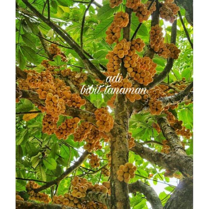 Pesona_Mimin Bibit Buah Duku Palembang/Tanpa Biji