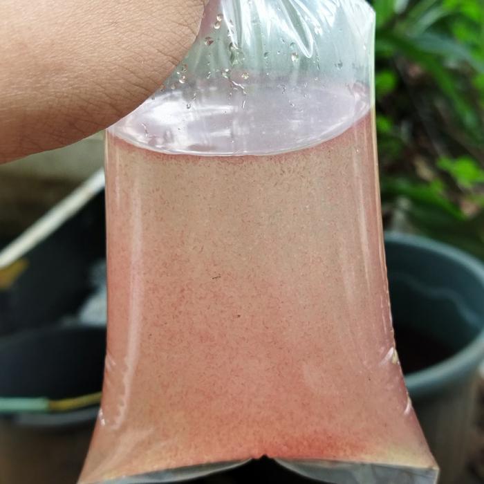 kutu air pakan ikan cupang / kutir hidup / pakan ikan hias