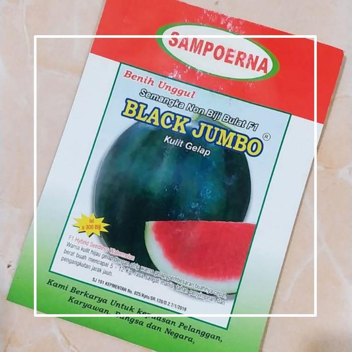 TERMURAH benih semangka non biji BLACK JUMBO *free hoodie setia