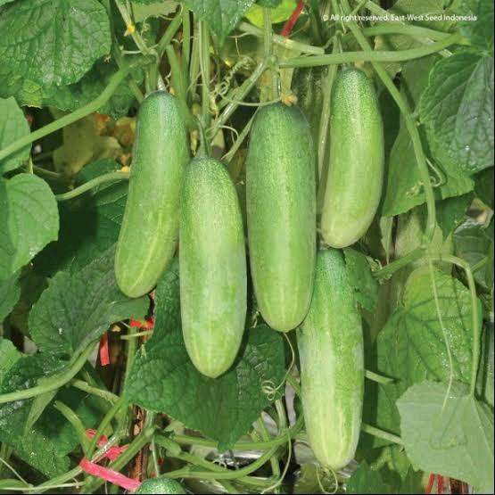 20 Biji Benih Mentimun Timun Mini Kecil