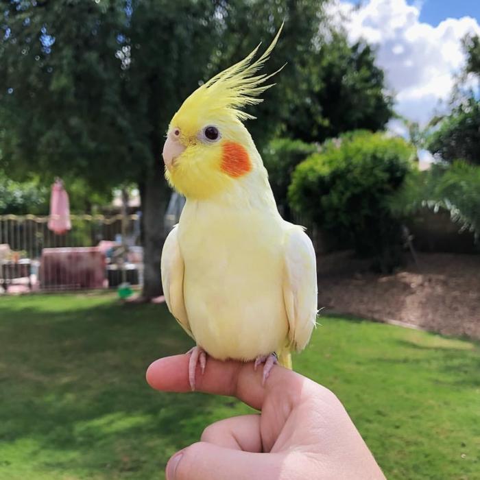 Tali Buat Burung Kecil Parkit Perkici Lovebird Falk Beo Perkutut Jalak Pasti Promo