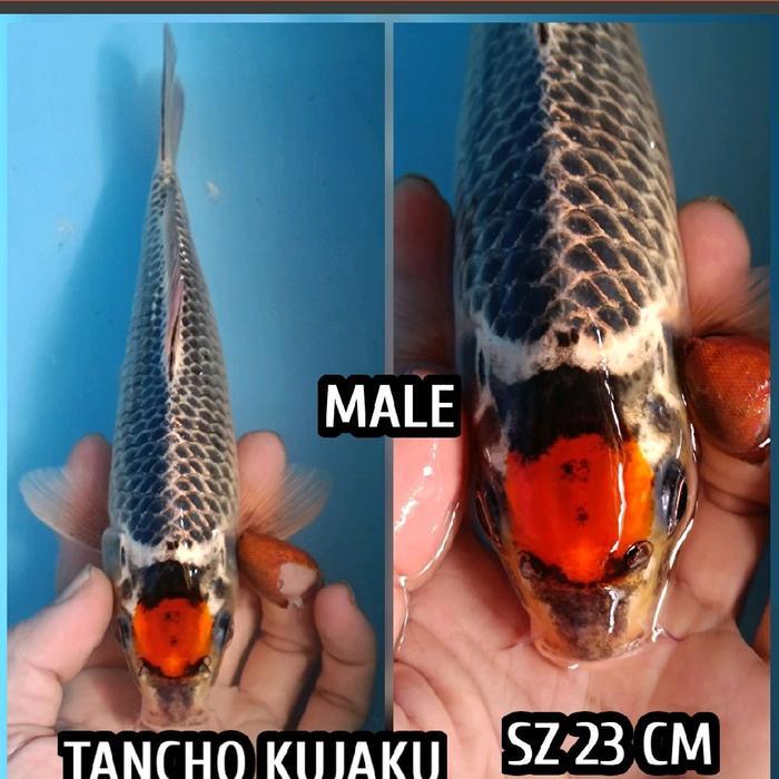 TEREMURAHTERLARIS READY SILAHKAN DIORDER KOI BLITAR TANCHO KUJAKU READY SHOWA KARASI JINAK KOHAKU