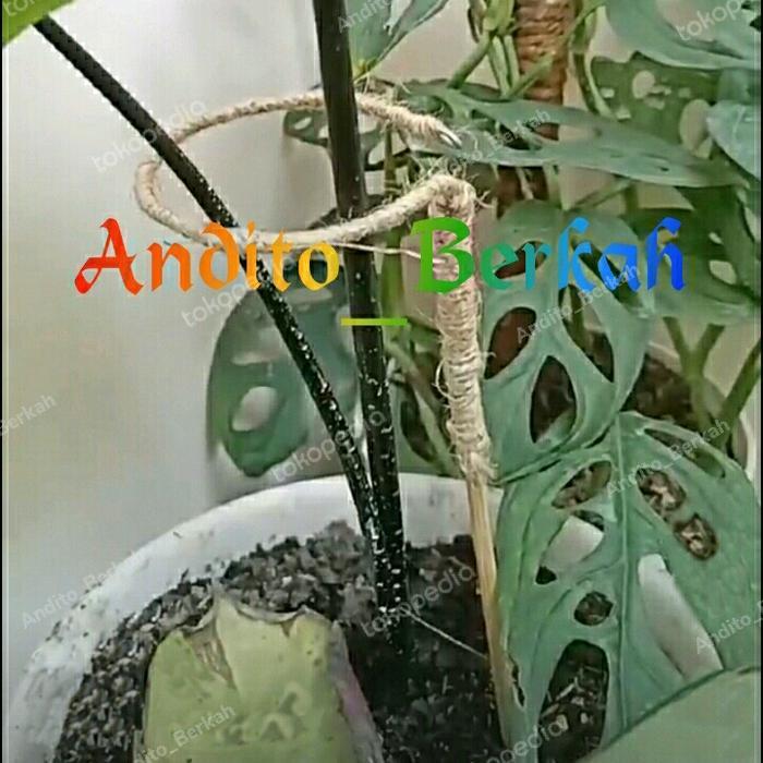 "New" Turus Keladi penyangga Tanaman