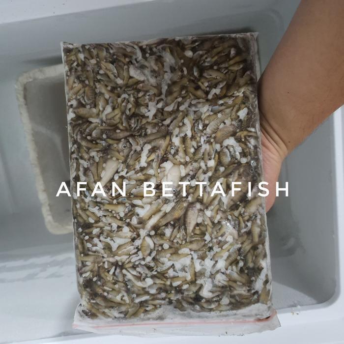 Ikan Cere Laut Beku Pakan Ikan Predator Fresh