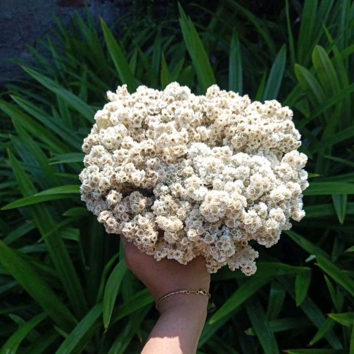 JR - bunga kering bunga edelweiss besar bunga abadi bahan buket