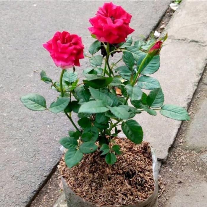 Argotech_ Bibit Tanaman Bunga Mawar Jumbo