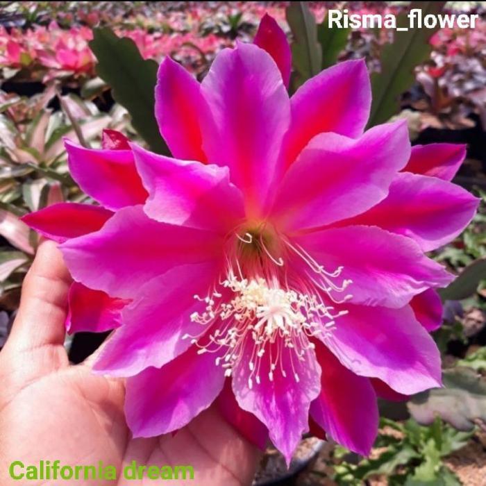 POHON WIJAYA KUSUMA CALIFORNIA DREAM - EPIPHYLLUM / TANAMAN HIAS - Bunga Wijaya Kusuma - Bunga