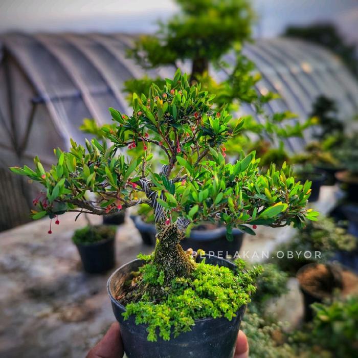 Bonsai Mini Mame Dan Shito Cendrawasih Micro Formal Karakter Sudah Jadi