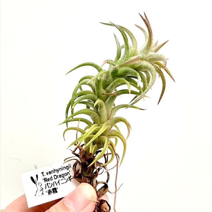 Tillandsia ionantha var. vanhyningii 'Red Dragon - BUMI Air Plant