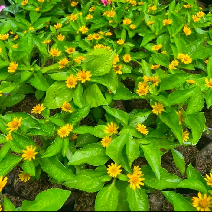 Swaylineshop Tanaman Bunga Matahari - Tanaman Hias Bunga Matahari