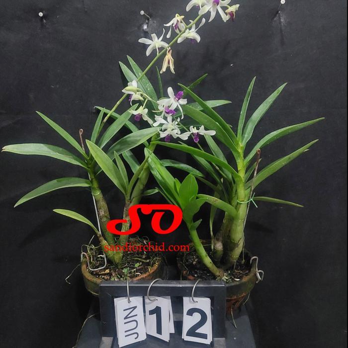 Dendrobium mesangnil dewasa