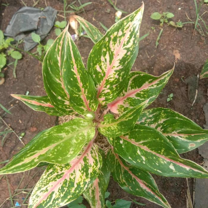 indukan aglonema buterflay