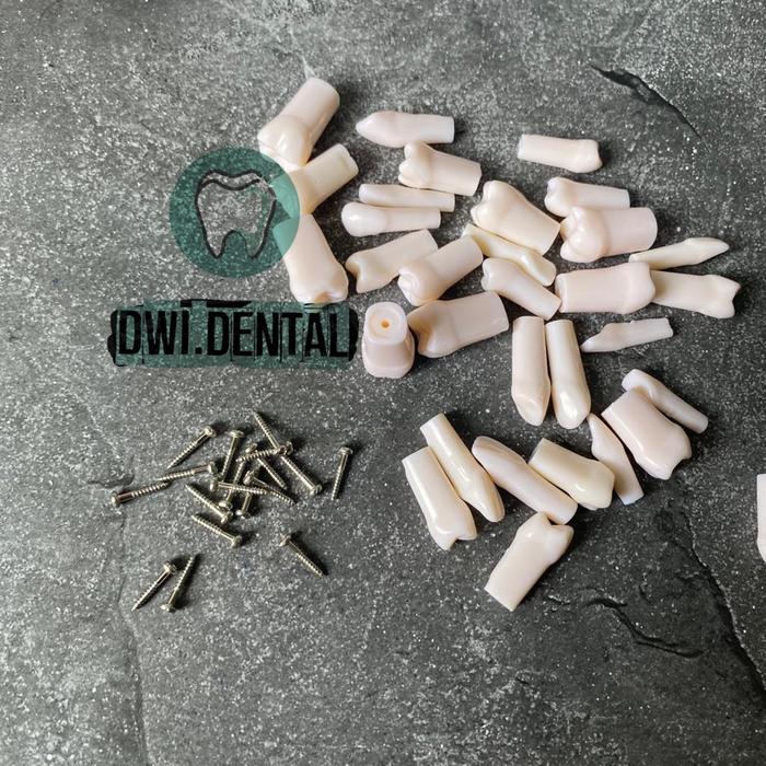 Dental model elemen gigi typodont phantom