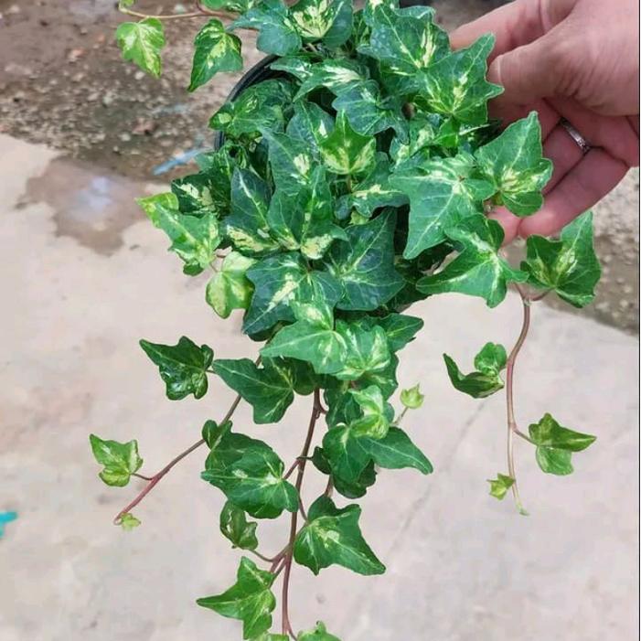 Swaylineshop Tanaman Hedera Helix Golden