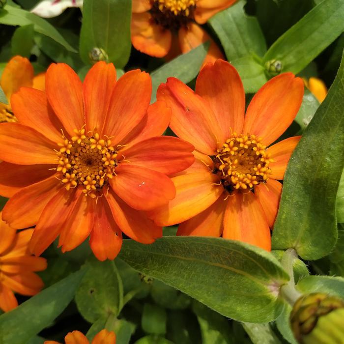 Pesona_Mimin Biji Zinnia Mini Orange