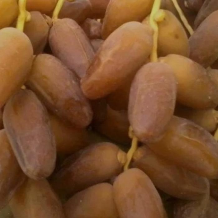 Kurma Tangkai / Kurma Tangkai Premium