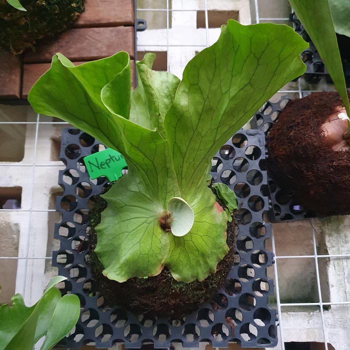PLATYCERIUM NEPTUNE HYBRID SESUAI FOTO