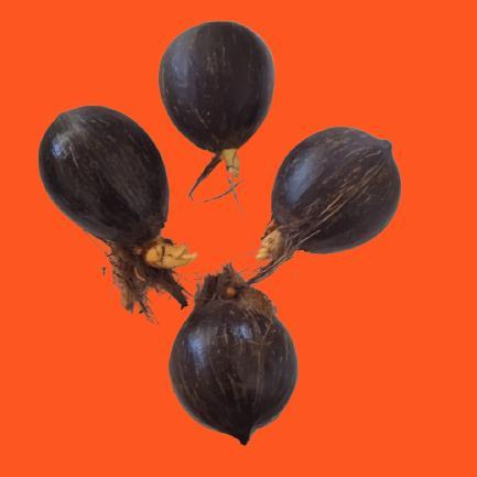 "New" Bonsai kelapa bahan bonsai kelapa gading