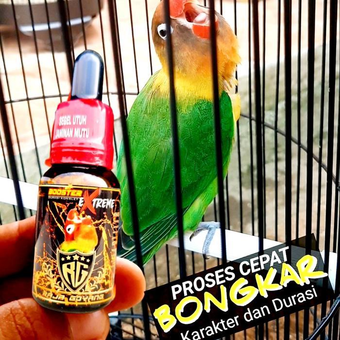 Phoenix Aviary - Oil Booster Extrem ,Penggacor Burung Lovebird Terbaik