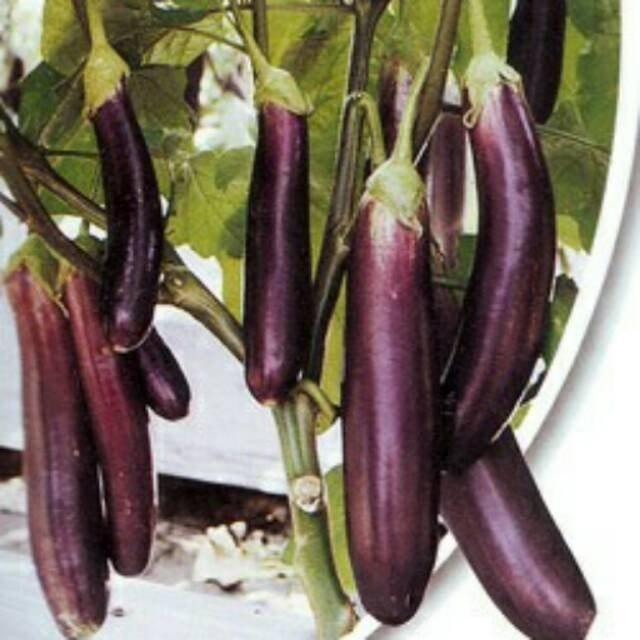 Biji Benih Terong Ungu Panjang Hibrida F1