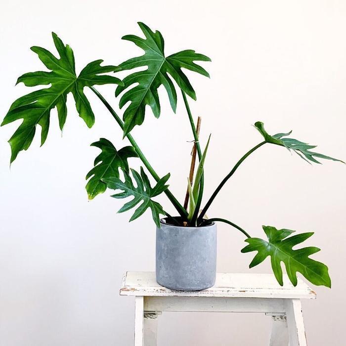 PHILODENDRON MAYOI - TANAMAN HIAS PHILODENDRON MAYOI