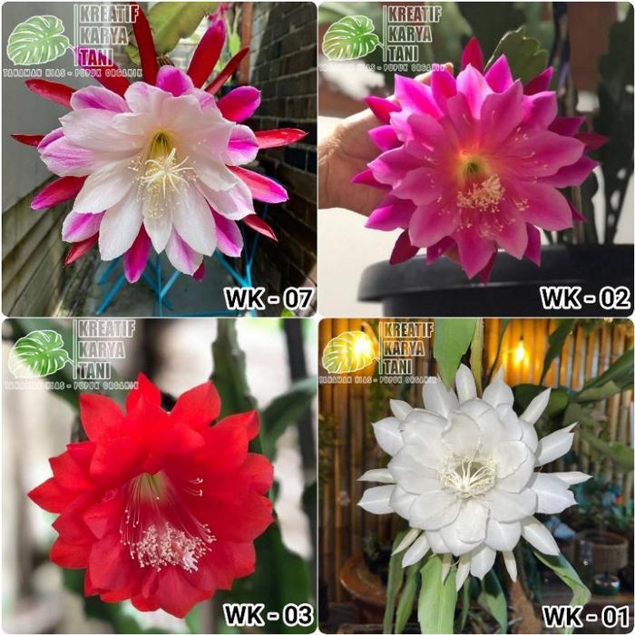 Tanaman Bunga Wijaya Kusuma - Paket 4 tanaman hias Wijaya Kusuma - Bunga Wijaya Kusuma - Bunga