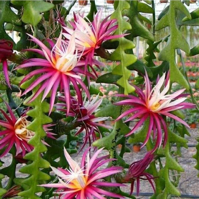 Tanaman hias wijaya kusuma keris - wikaya kusuma keris - Bunga Wijaya Kusuma - Bunga Gantung - Bunga