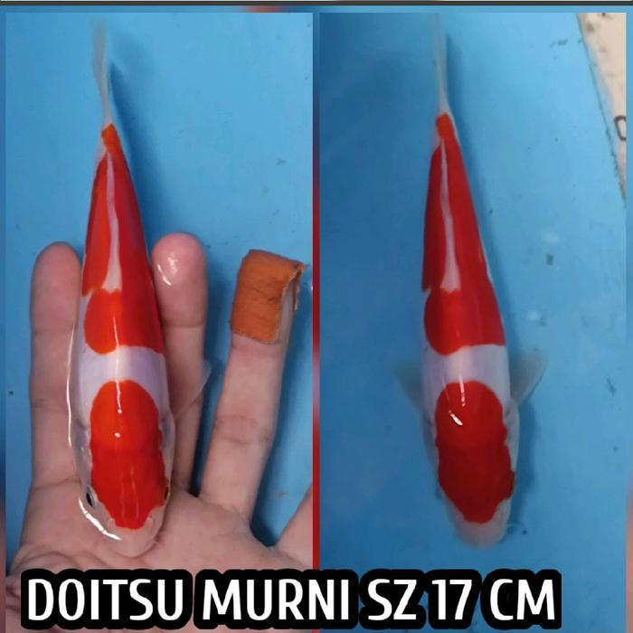 TEREMURAHTERLARIS READY SILAHKAN DIORDER IKAN KOI BLITAR KOHAKU DOITSU READY CHAGOI SHOWA SANKE