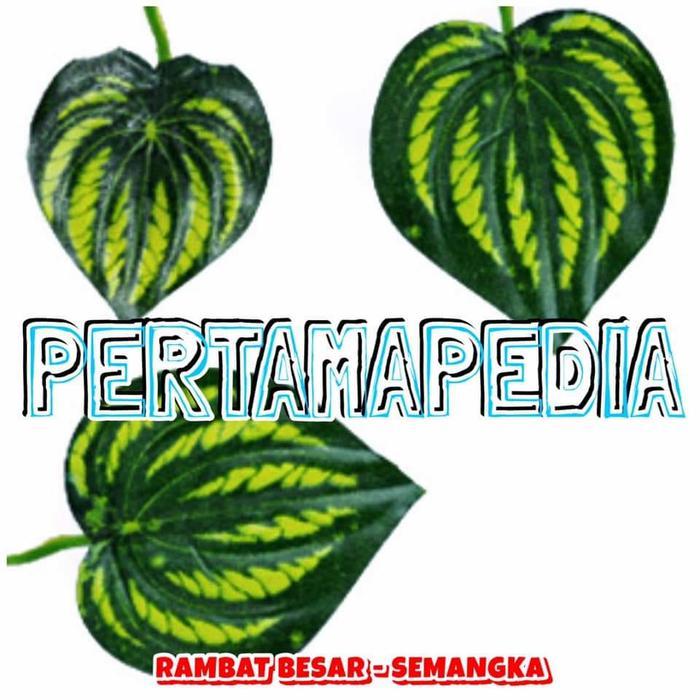 Daun Rambat Plastik/ Daun Rambat Palsu / Daun Rambat Sintetis