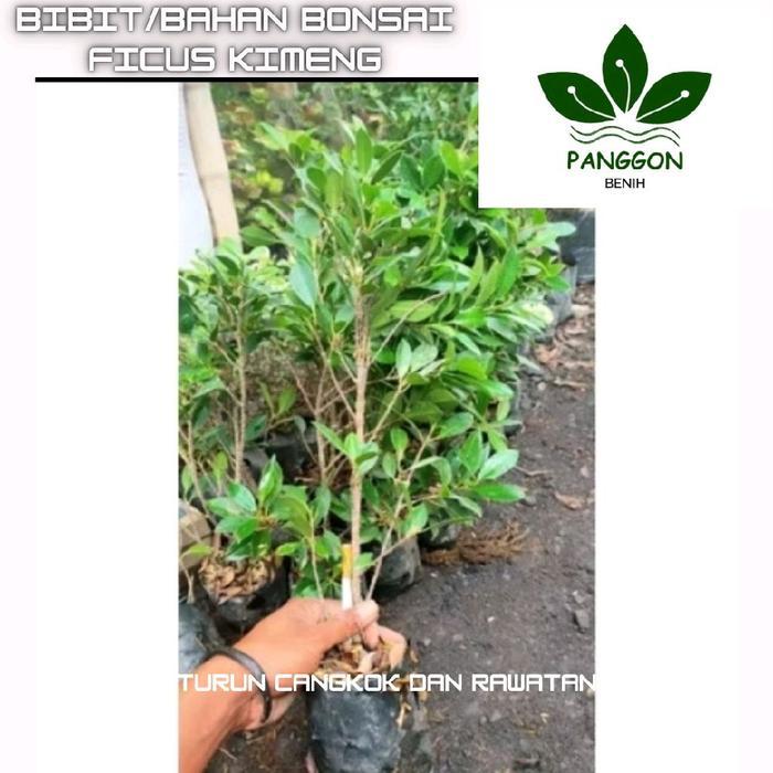 Bibit bonsai Ficus kimeng dengan besar batang ukuran serokok