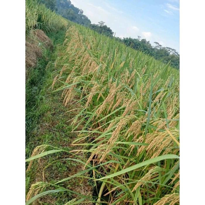 Swaylineshop Benih/Bibit Padi Inpari 49 Jembar Inpari 49 Jumbo Tahan Rebah Bobot Mantap Benih Padi