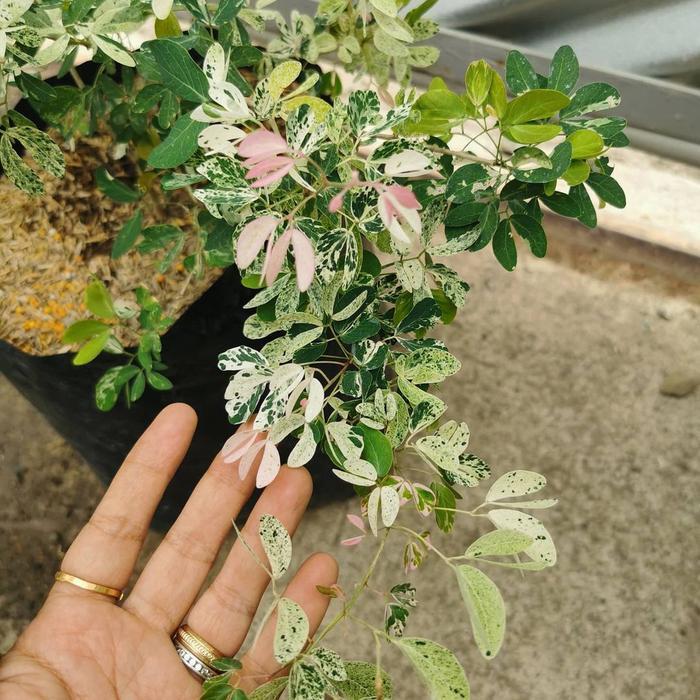 Pesona_Mimin Tanaman Asem Kranji / Asem Londo Varigata