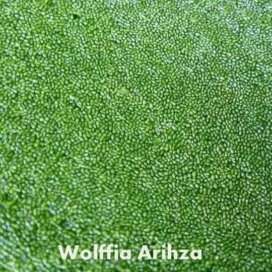 Pesona_Mimin Paket Azolla 400Gr + Wolffia 200Gr