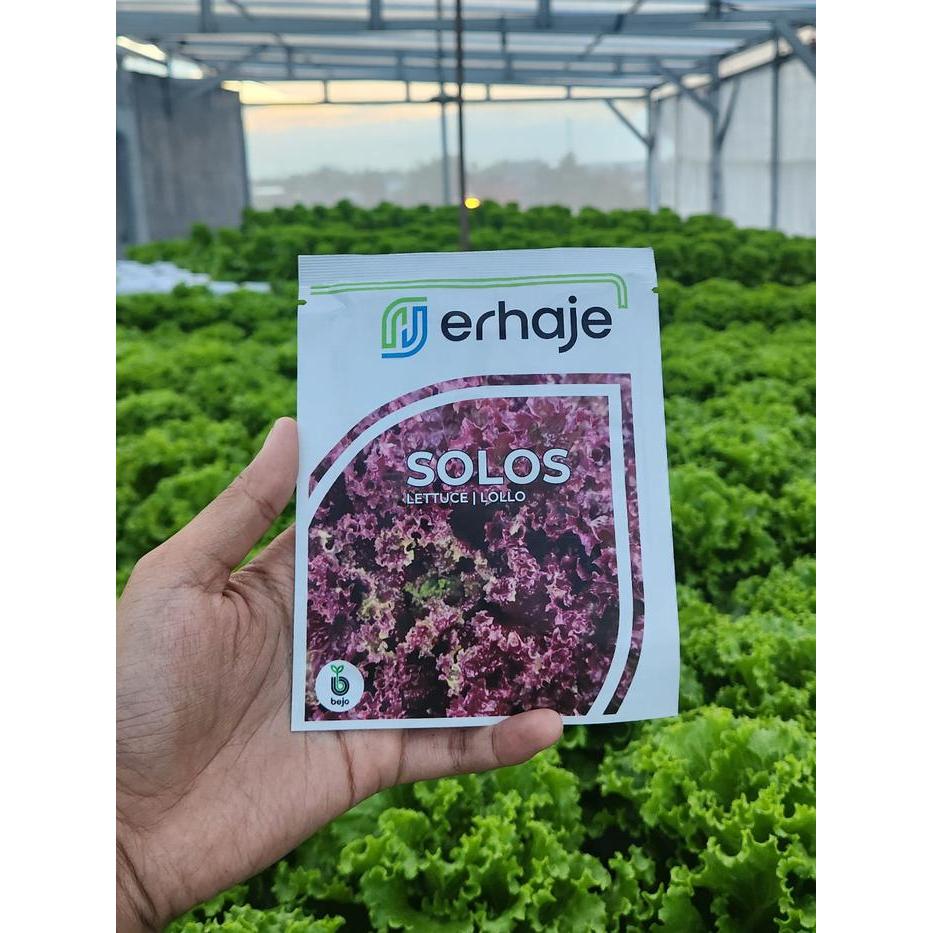[1000 Pills] Benih Selada Bejo SOLOS Red Lettuce Red Lollo By Bejo Seeds