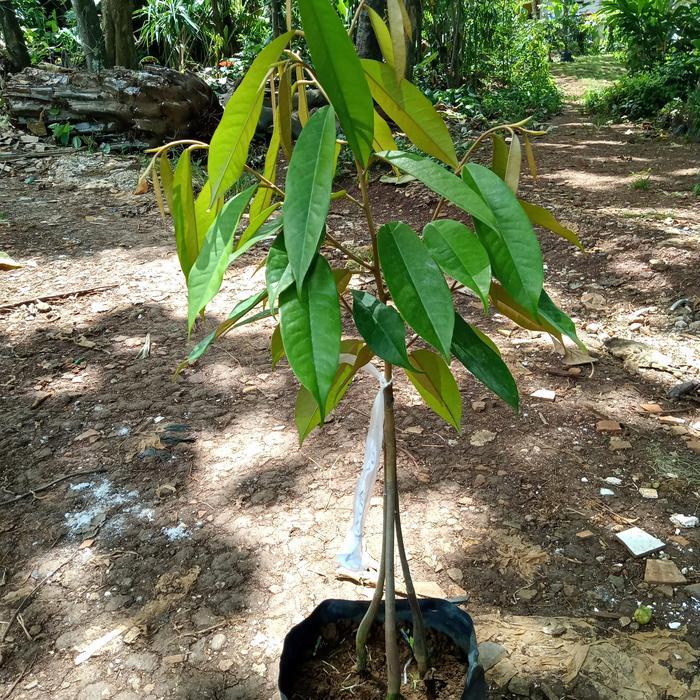 Tanaman Pohon Buah Duren Musangking