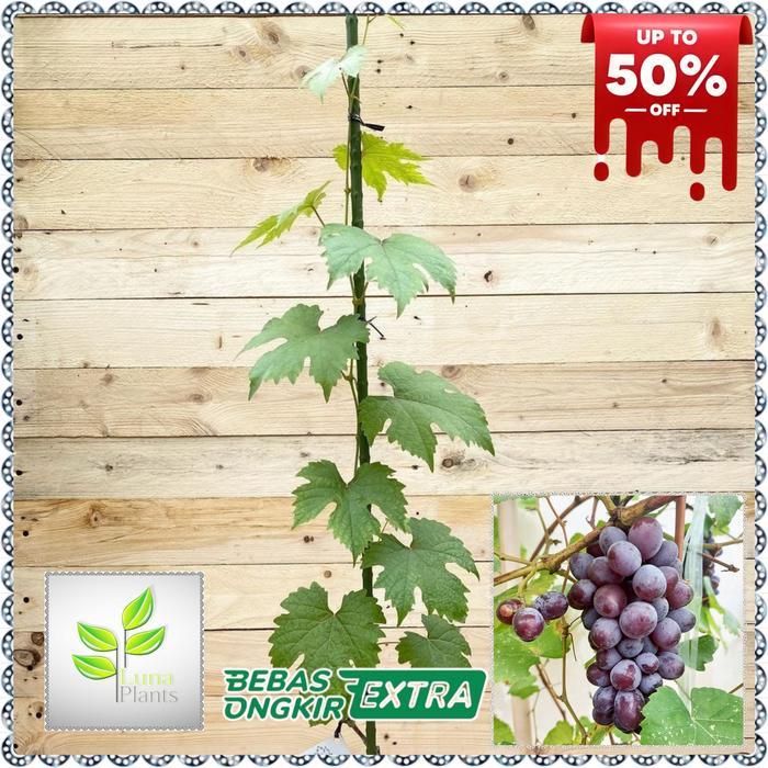 "New" paket 6 bibit anggur import - bibit anggur unggul - bibit buah anggur