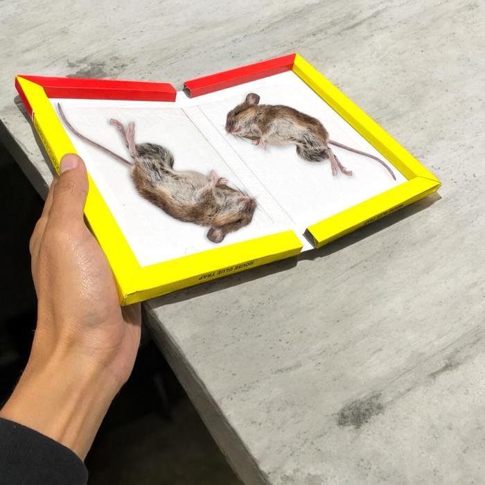"New" 10 PCS Lem Tikus Super Lengket Cap Gajah dan Elephant dengan Daya Rekat Sangat Kuat