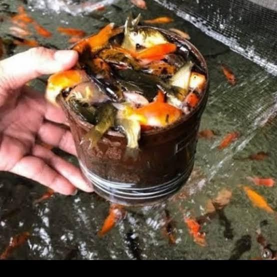 bibit ikan mas literan/bibit/pakan predator/ikan hias/pakan/ikan kecil kecil/
