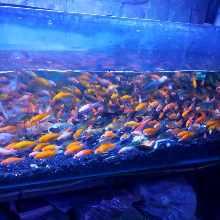 ikan mas pakan ikan predator bibit ikan mas pakan ikan arwana oscar