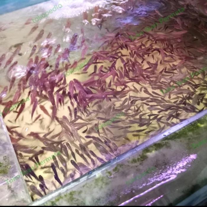 Ikan Cere Laut Pakan Ikan Predator Hidup