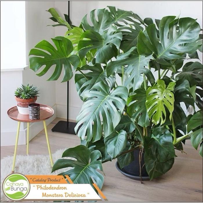 Tanaman Hias Philodendron Monstera - Monstera Deliciosa