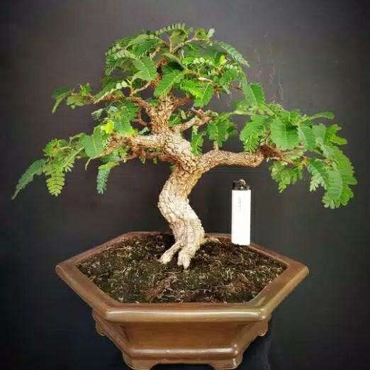 biji benih asem jawa siap semai